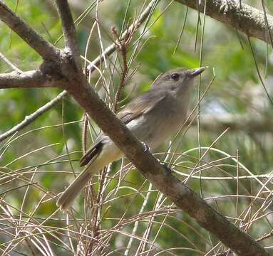 Image of Large-billed Scrubwren