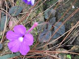 Imagem de Achimenes grandiflora (Schiede) DC.