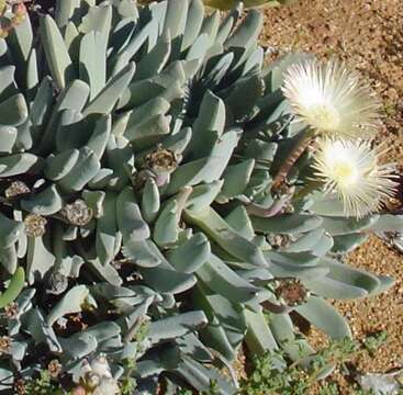 صورة Cheiridopsis denticulata (Haw.) N. E. Br.