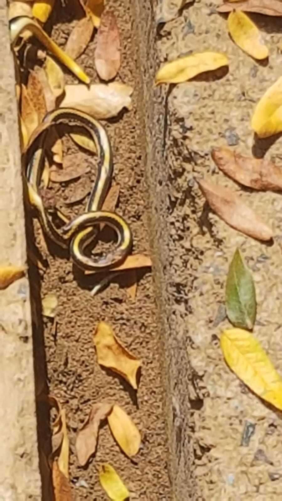 Image of Striped Dwarf Garter Snake