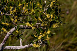 Plancia ëd Gymnosporia oleosa (A. E. van Wyk & R. H. Archer)