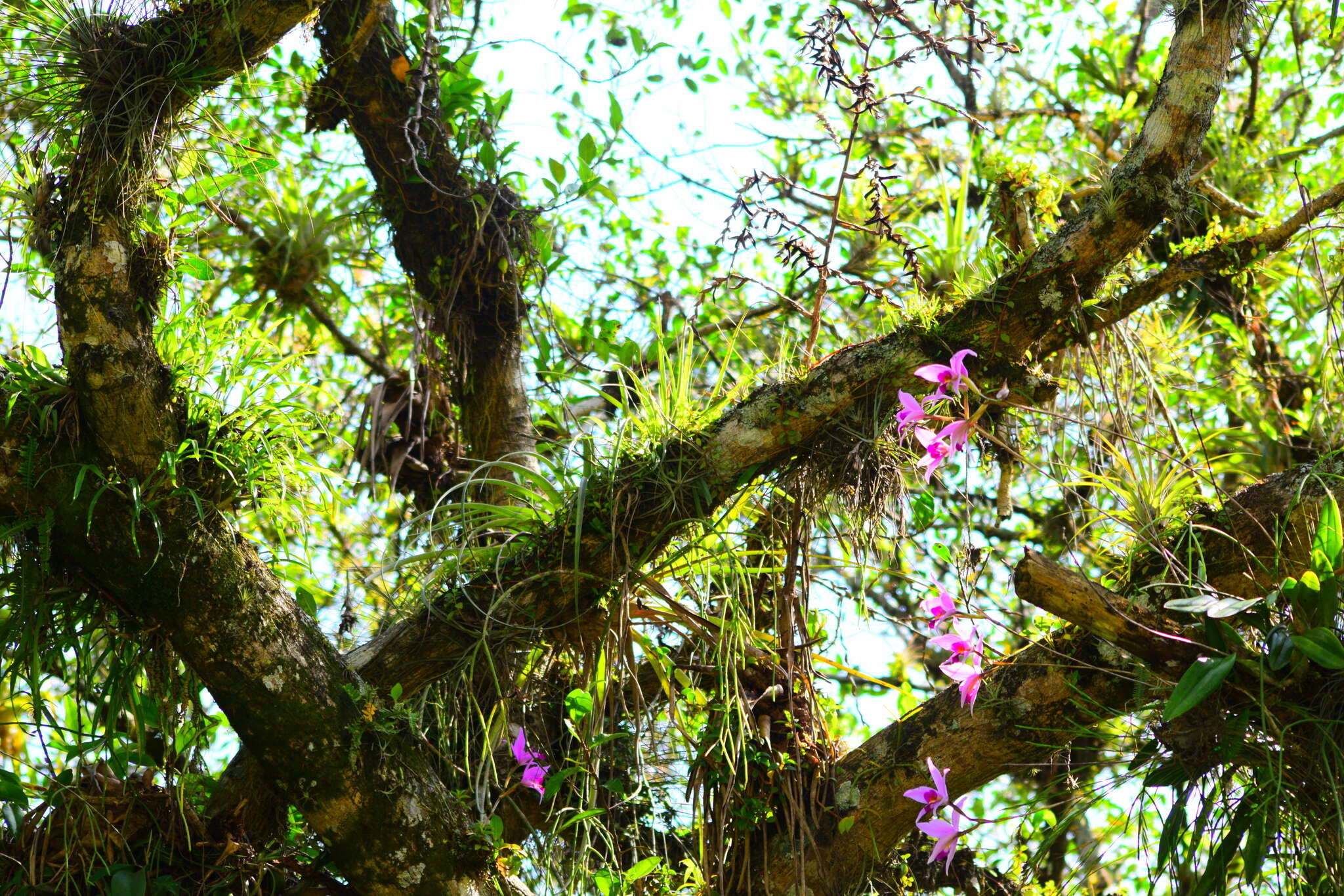 Image de Laelia anceps Lindl.