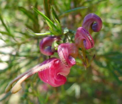 Image of Grevillea rosmarinifolia A. Cunn.