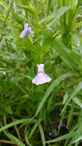 Image of Allegheny monkeyflower