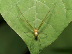 Image of Leucauge venusta (Walckenaer 1841)