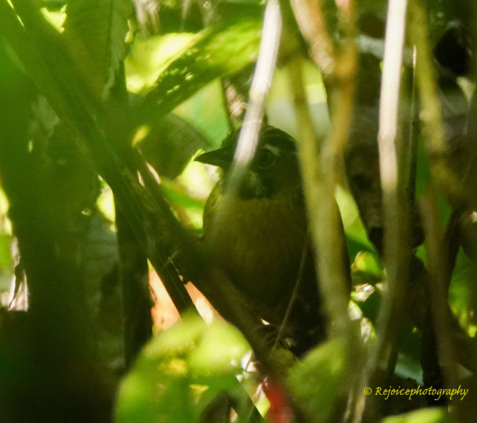 Imagem de Stachyris nigriceps Blyth 1844