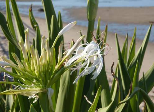 Image of Mangrove lily