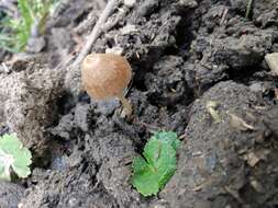 Image of Conocybe coprophila (Kühner) Kühner 1935