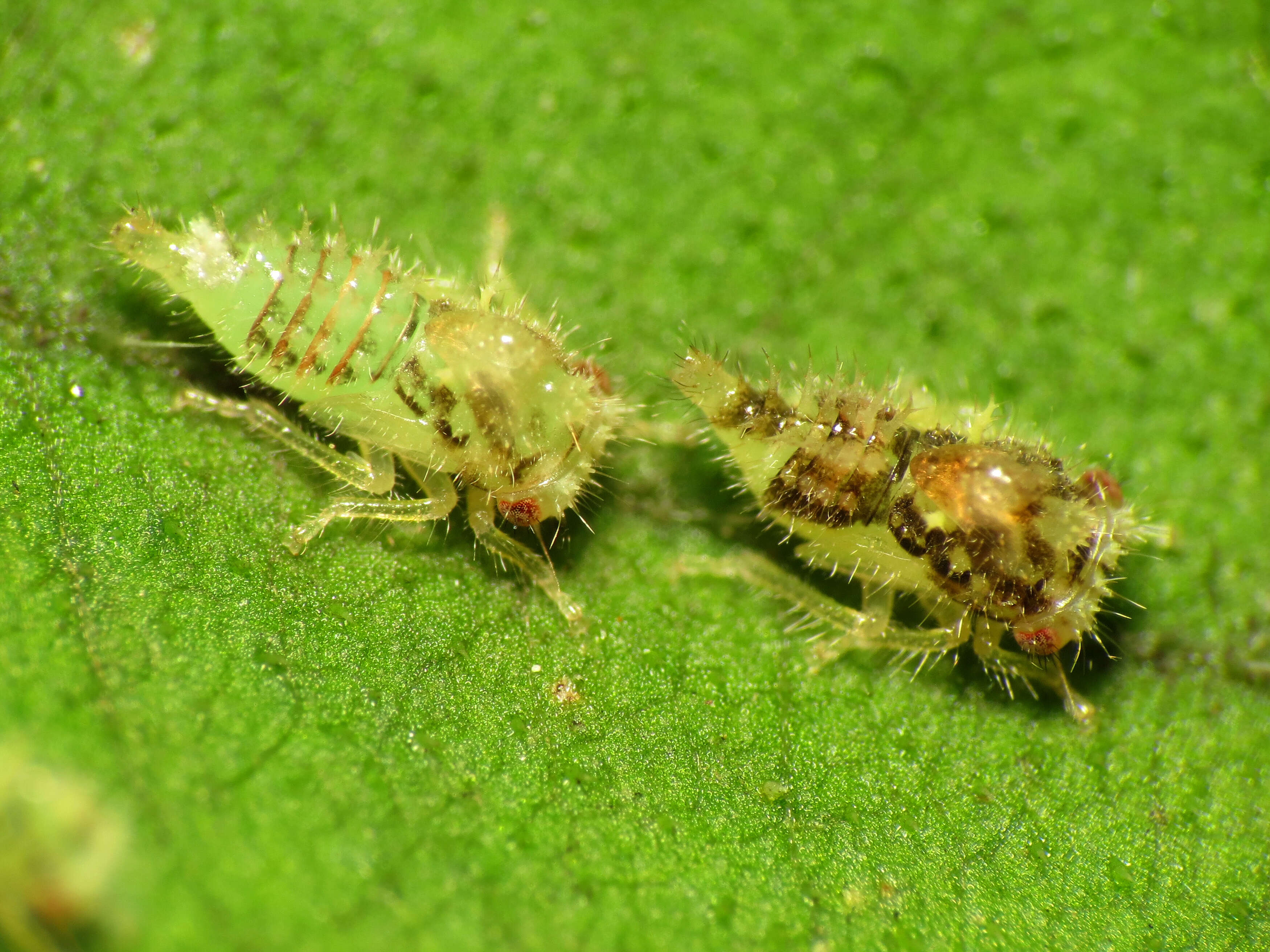 Image of treehoppers