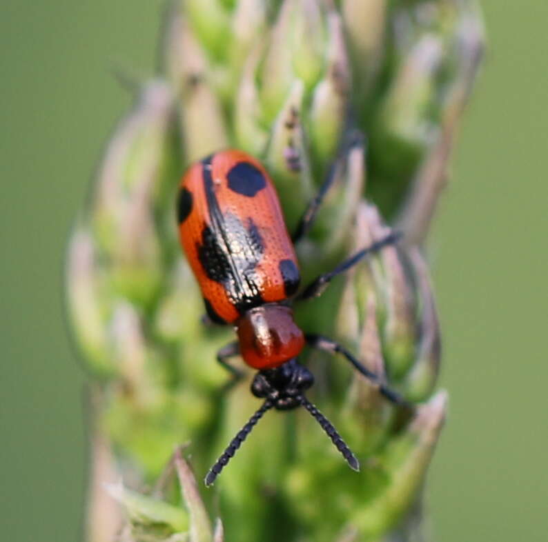 Image of <i>Crioceris quinquepunctata</i>