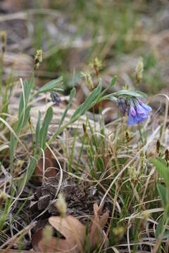 Image de Mertensia lanceolata (Pursh) A. DC.