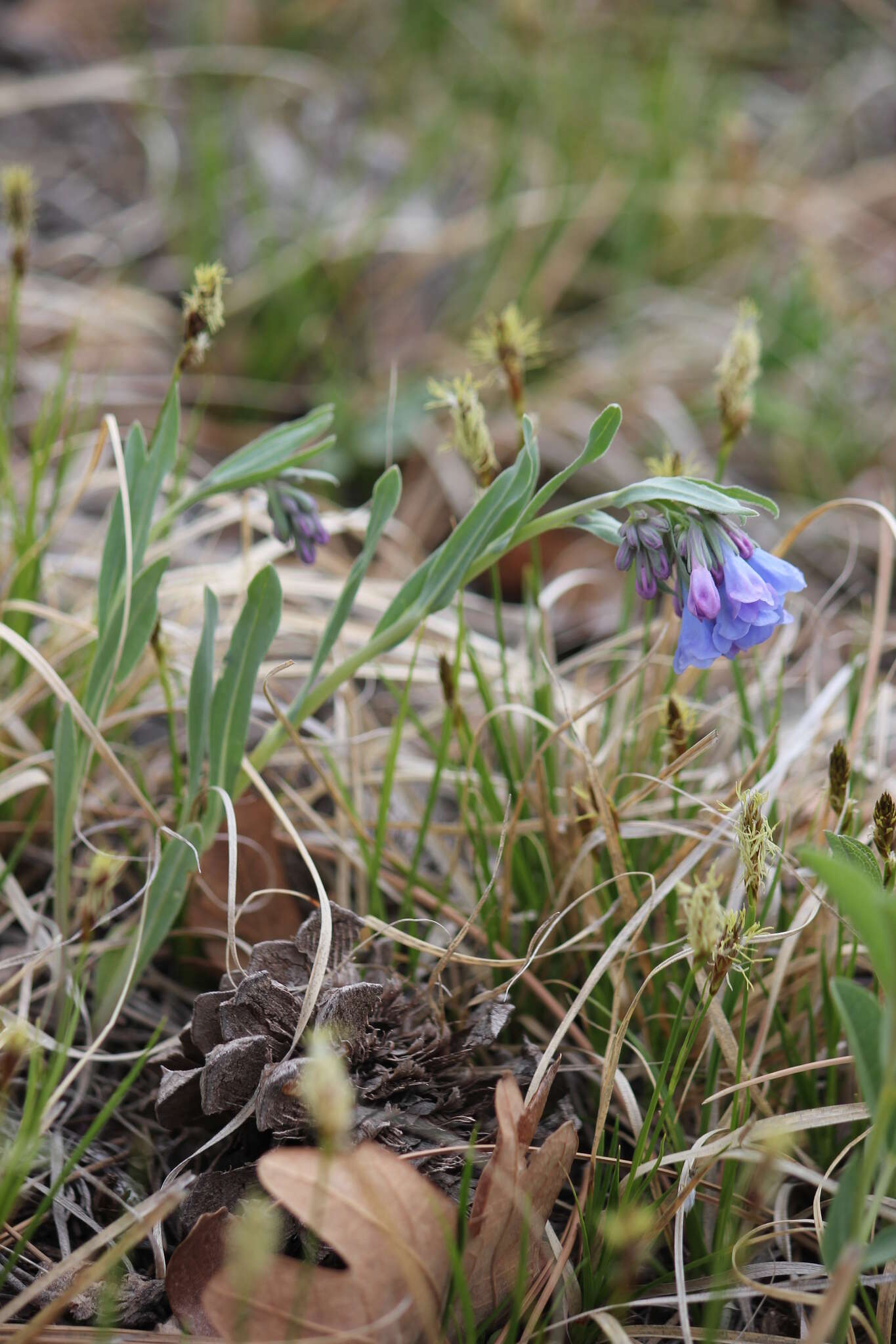 Image de Mertensia lanceolata (Pursh) A. DC.