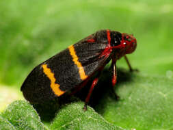 Image of Two-lined Spittlebug