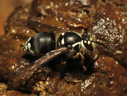 Image of Bald-faced Hornet