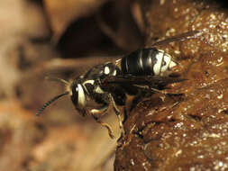 Image of Bald-faced Hornet