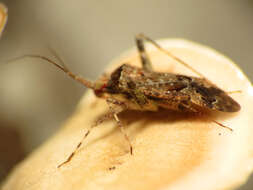 Image of Phytocoris