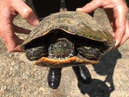 Image of Eastern River Cooter