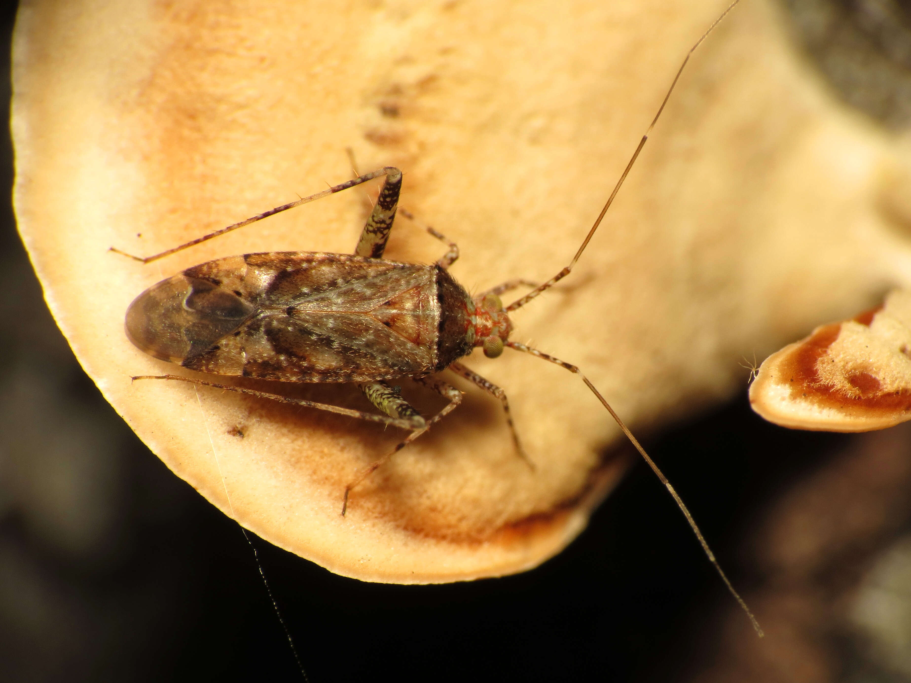 Image of Phytocoris