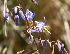 Image of cerulean flaxlily