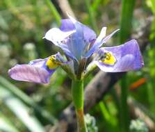 Plancia ëd Moraea fergusoniae L. Bolus