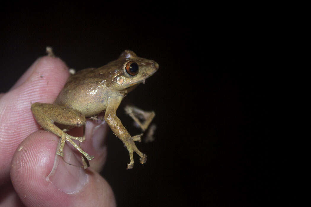 Image of Pristimantis permixtus (Lynch, Ruiz-Carranza & Ardila-Robayo 1994)