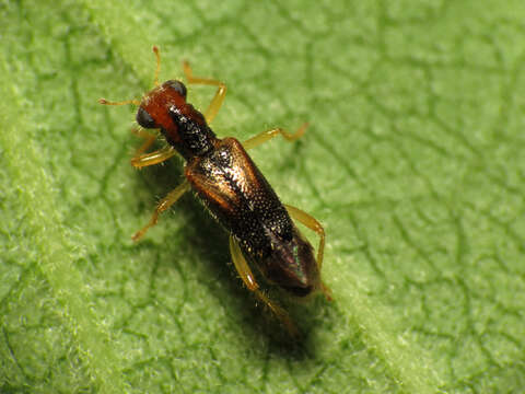 Image of Isohydnocera curtipennis (Newman 1840)