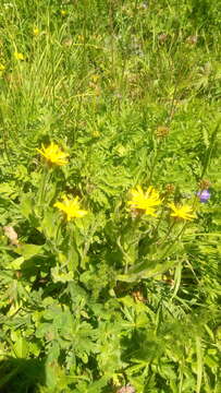 Image of hawkweed