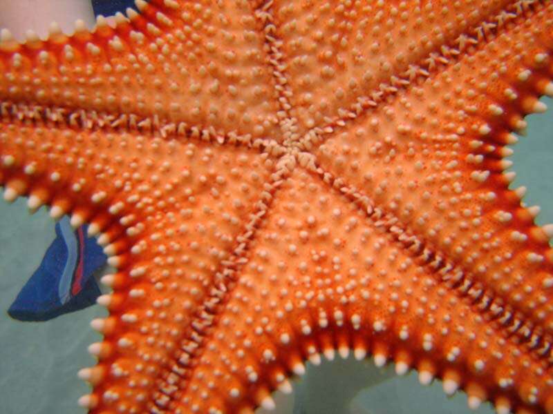 Image of Red cushion sea star