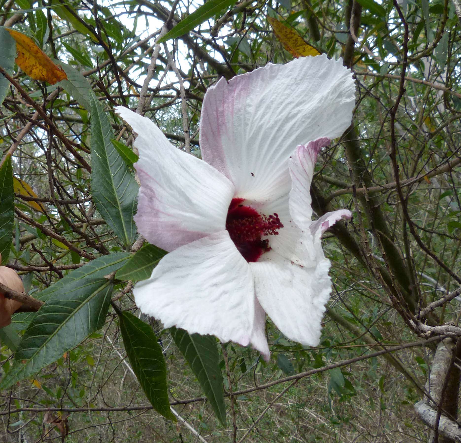 Image of Hibiscus heterophyllus Vent.