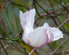 Image of Hibiscus heterophyllus Vent.