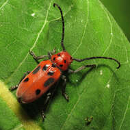 Image of Red Milkweed Beetle