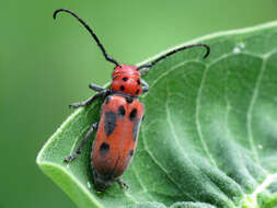 Image of Red Milkweed Beetle