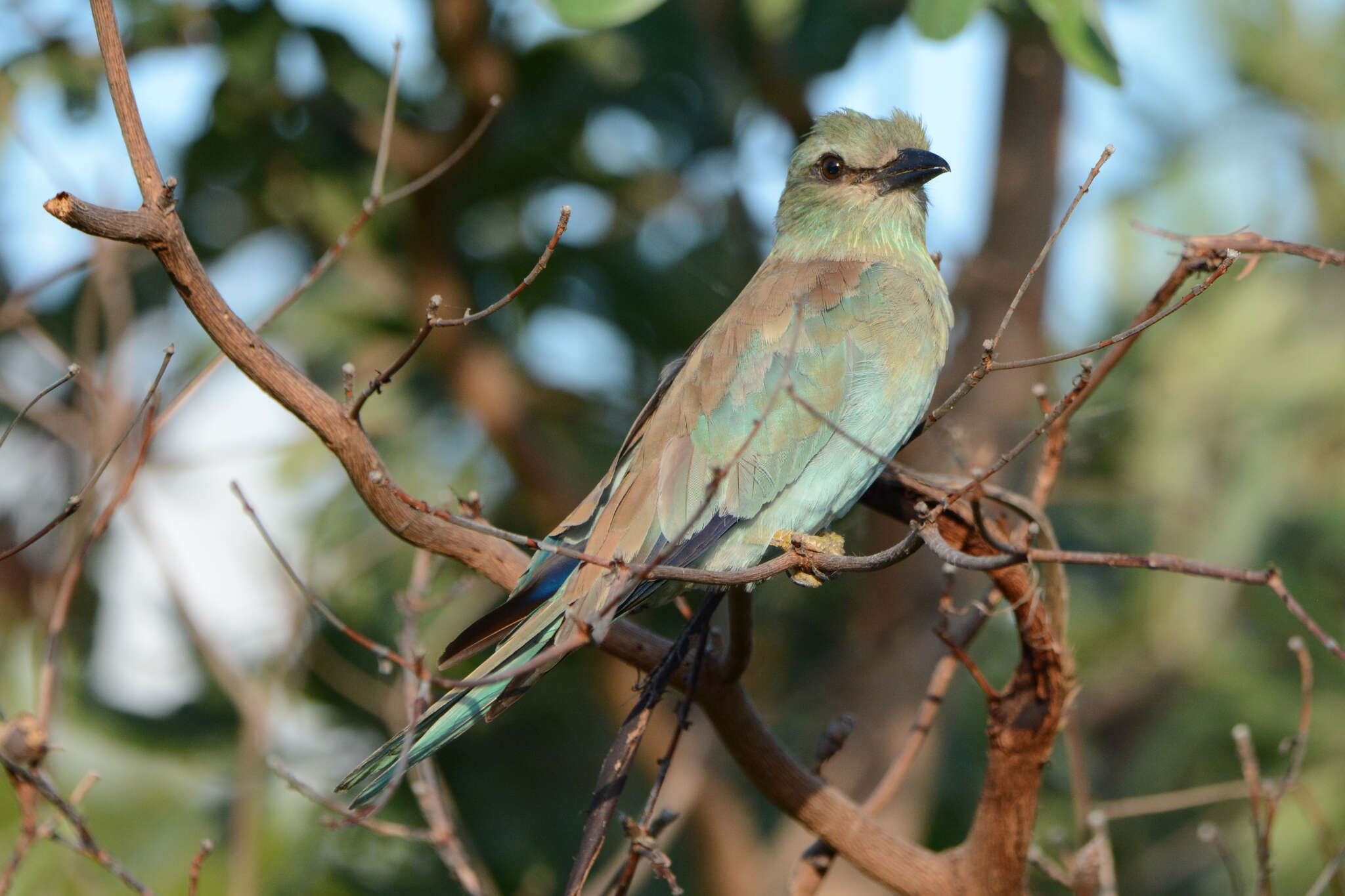 Image of Coracias garrulus garrulus Linnaeus 1758