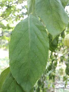 Imagem de Staphylea pinnata L.