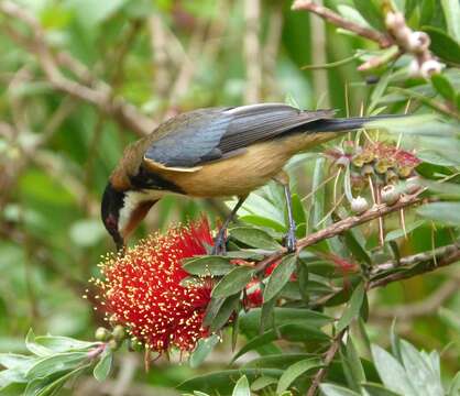 Image of Spinebill