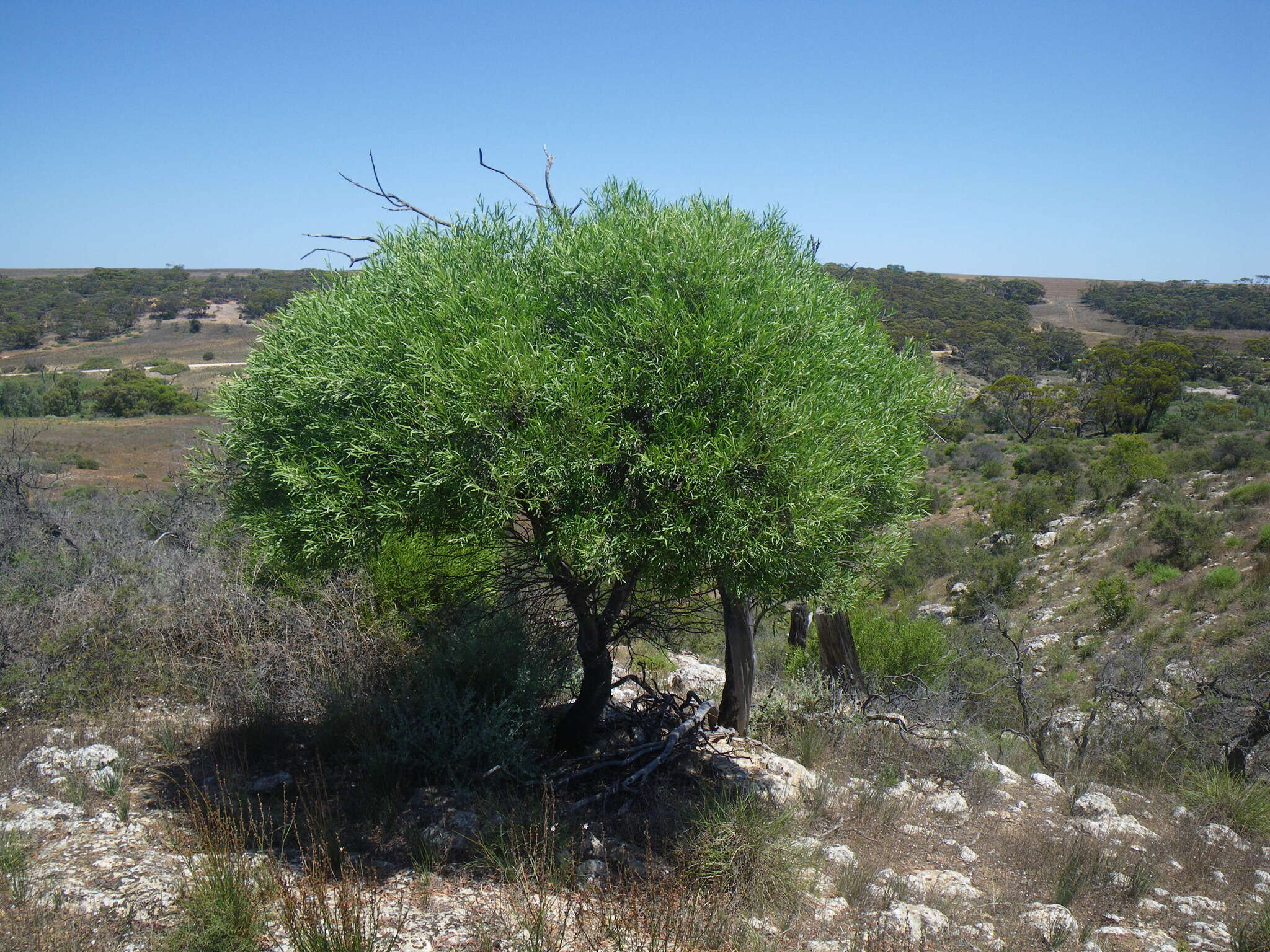 Image of Alectryon oleifolius subsp. canescens S. Reyn.