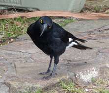 Image of Pied Currawong