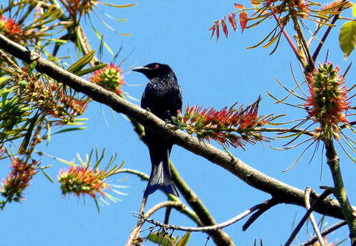 Image of Spangled Drongo