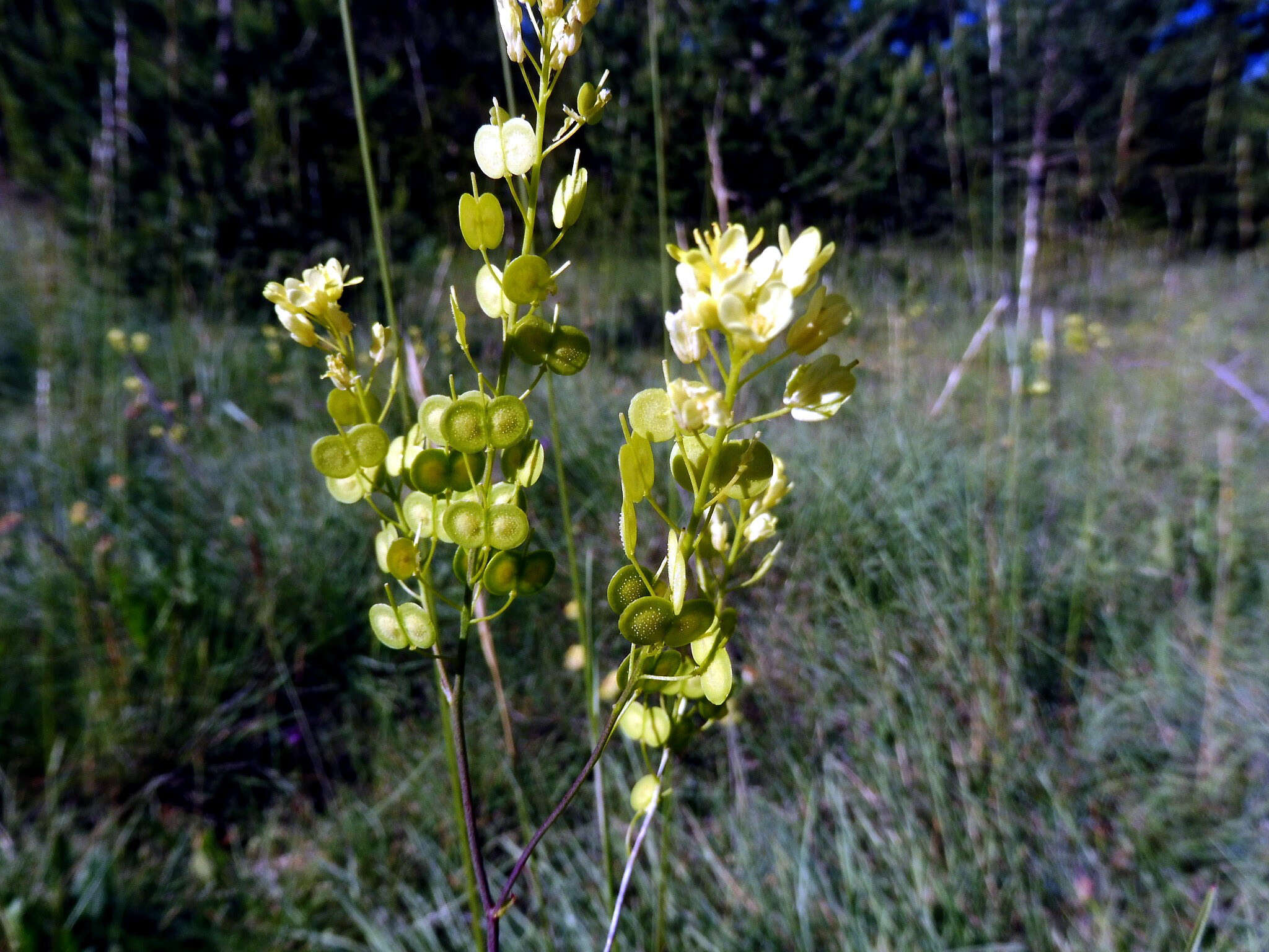 Image of Buckler Mustard