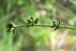 Image of Ryegrass sedge