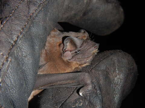 Image of Pallas's Mastiff Bat