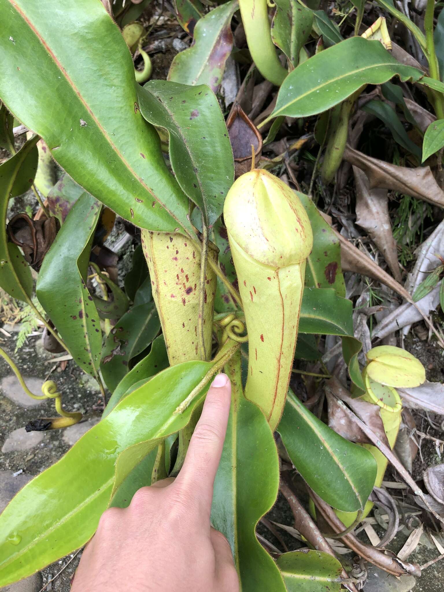 Image of Nepenthes chaniana C. Clarke, Chi. C. Lee & S. McPherson