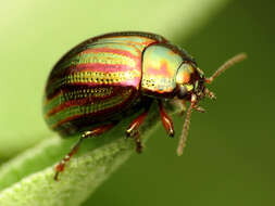 Image of Chrysolina americana