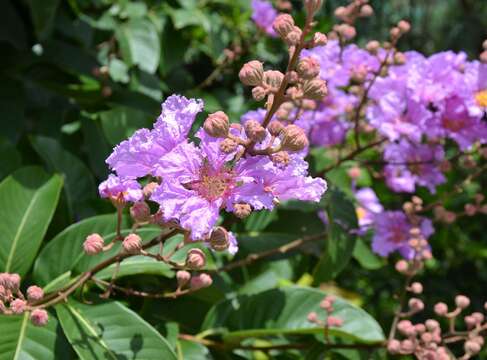 صورة Lagerstroemia speciosa (L.) Pers.