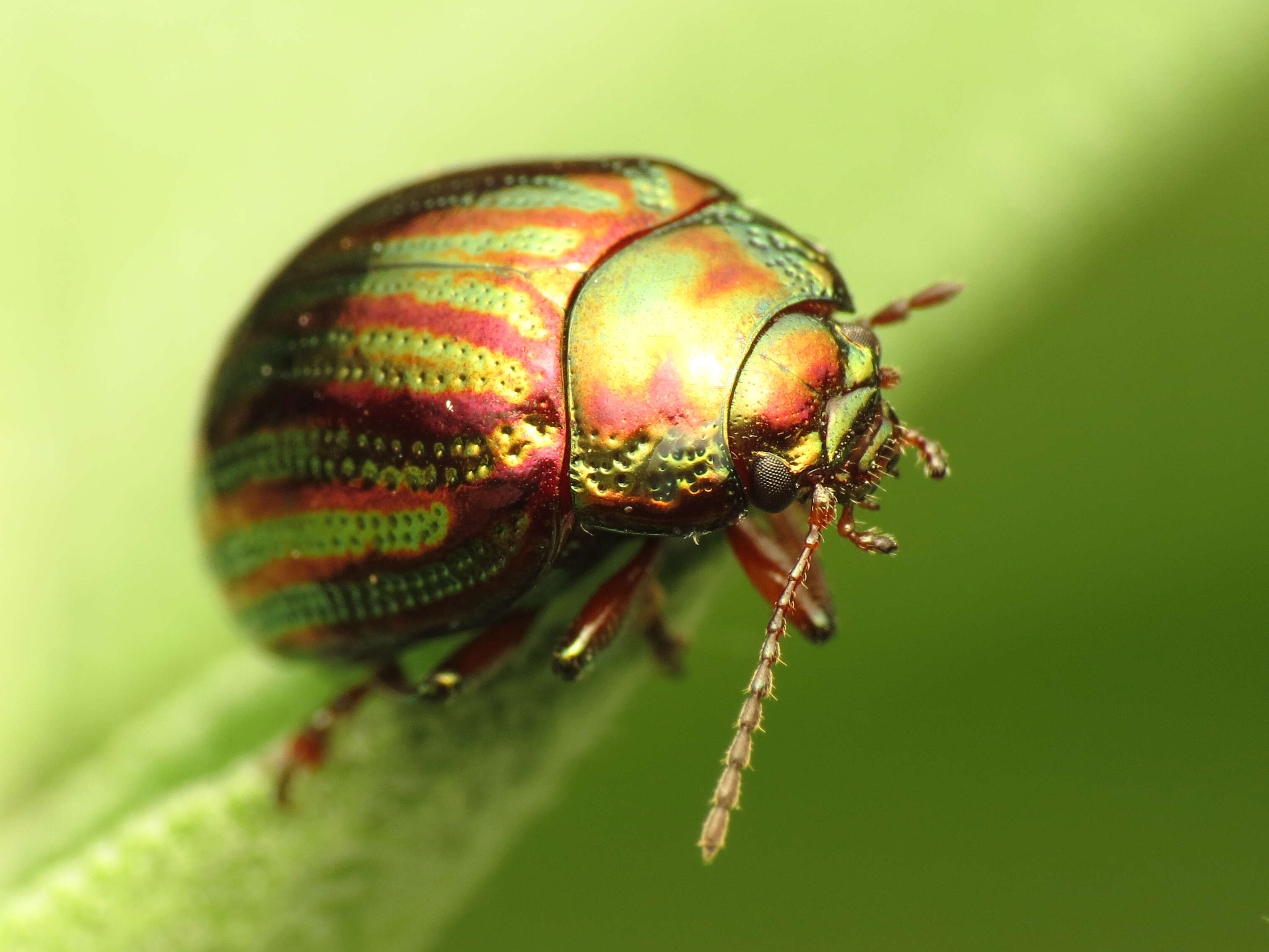 Image of Chrysolina americana