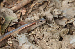 Image of Ground Skink