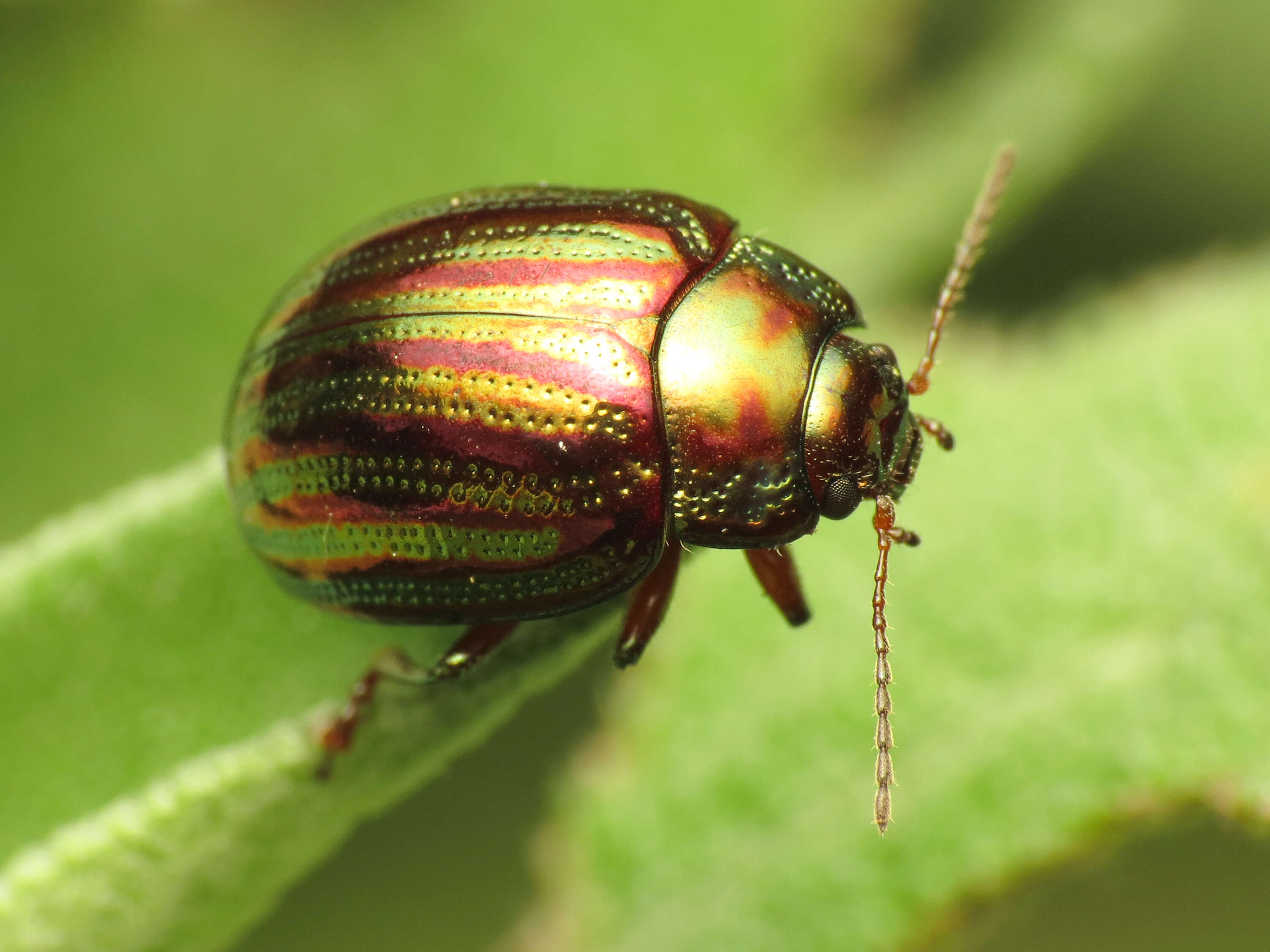 Image of Chrysolina americana