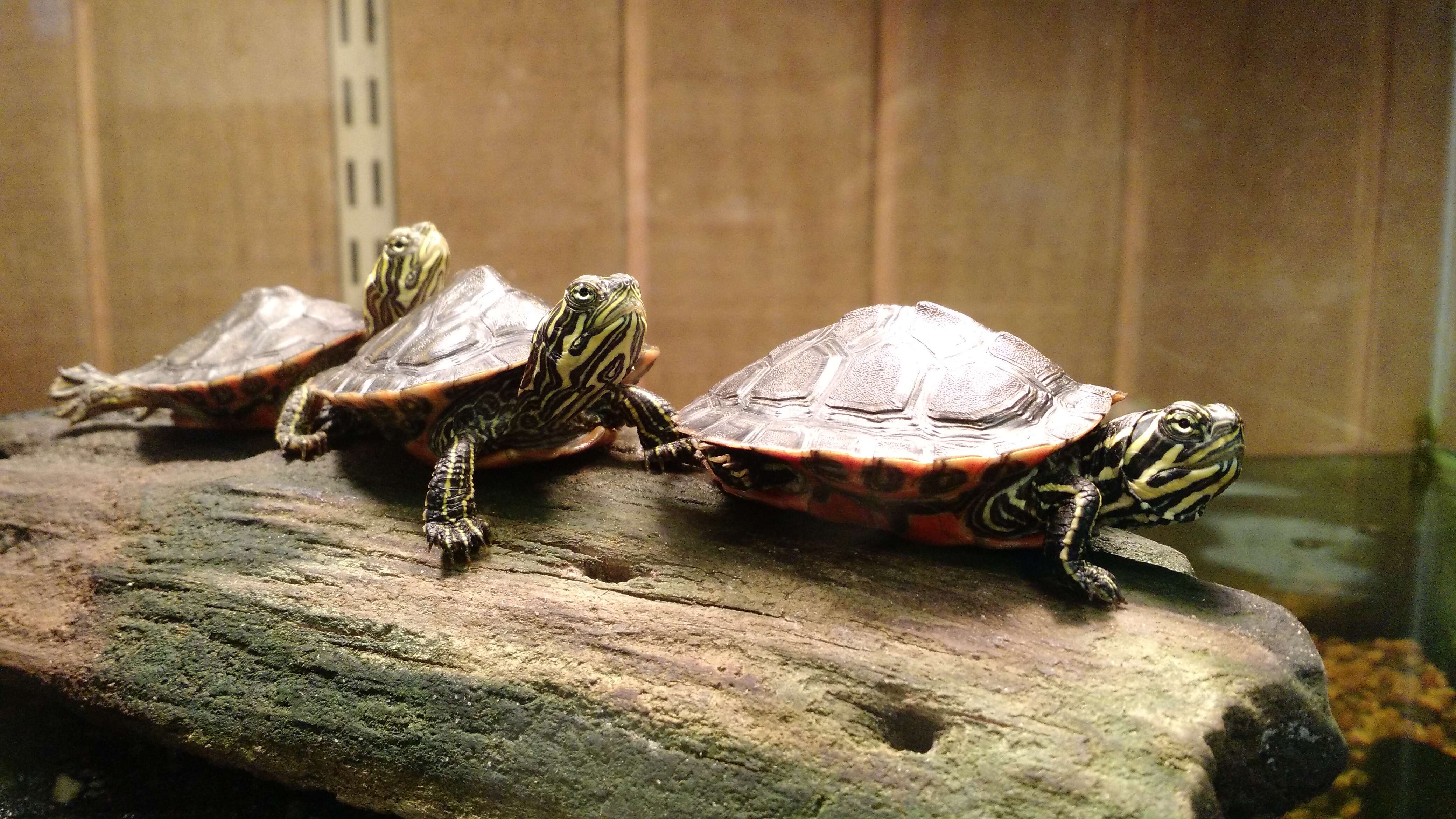 Image of Alabama Redbelly Turtle