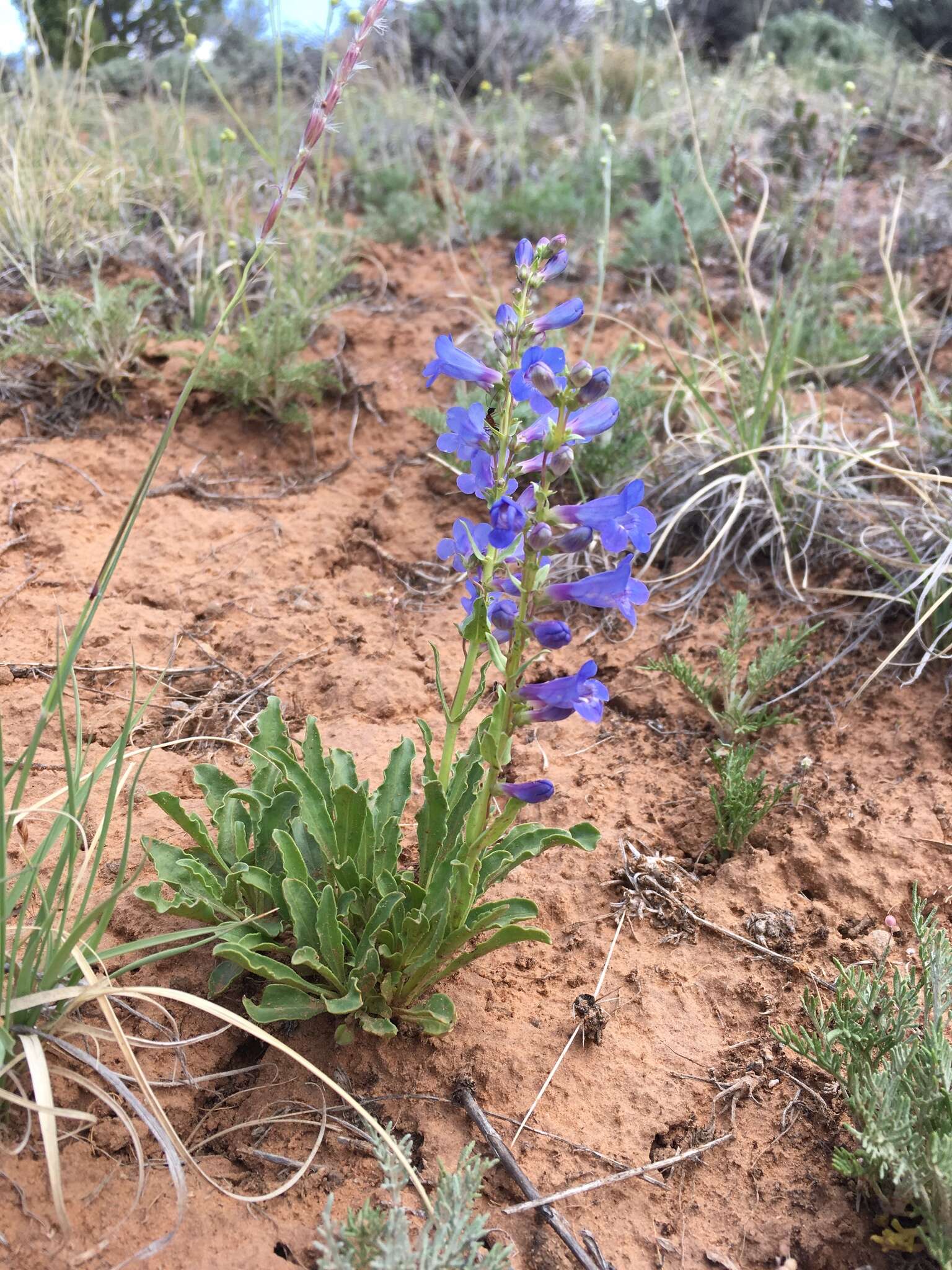 Image of bluestem beardtongue