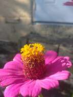 Imagem de Zinnia elegans Jacq.